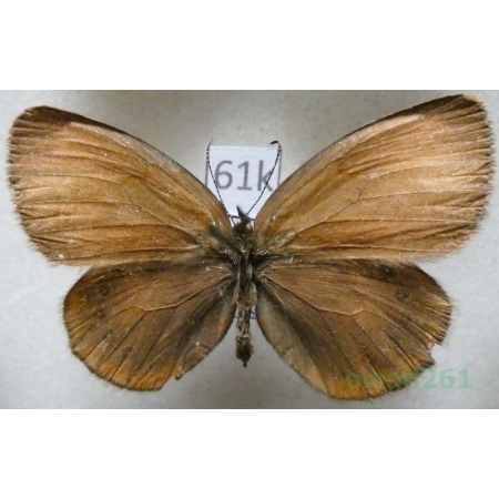 Coenonympha nolckeni Erschoff, 1874 Tadjikistan61k